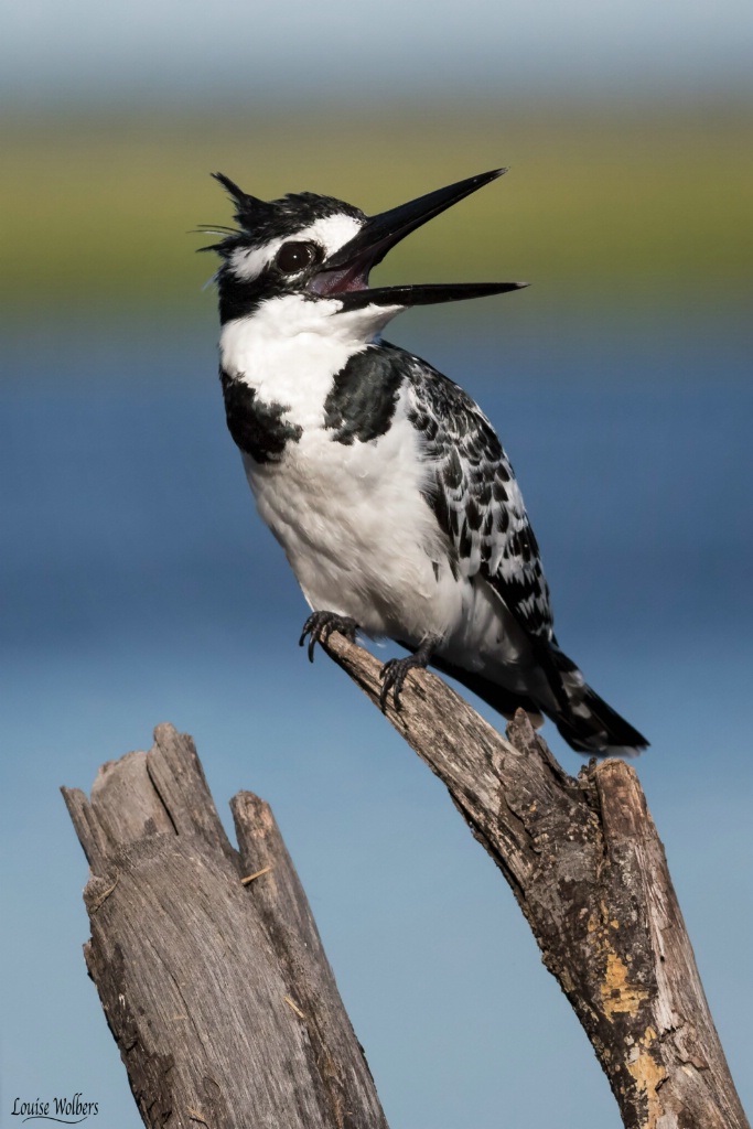 Pied Kingfisher - ID: 15559818 © Louise Wolbers