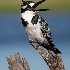 2Pied Kingfisher - ID: 15559818 © Louise Wolbers