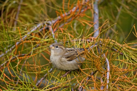 Autumn sparrow