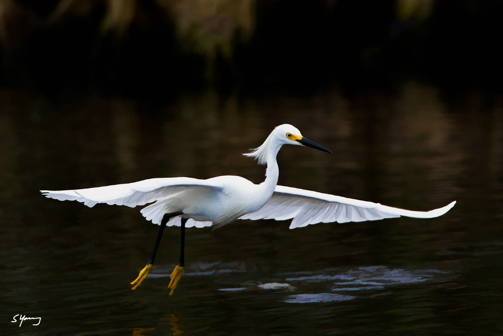 Snowy Egret Flight; Merritt Island NWR - ID: 15559871 © Richard S. Young