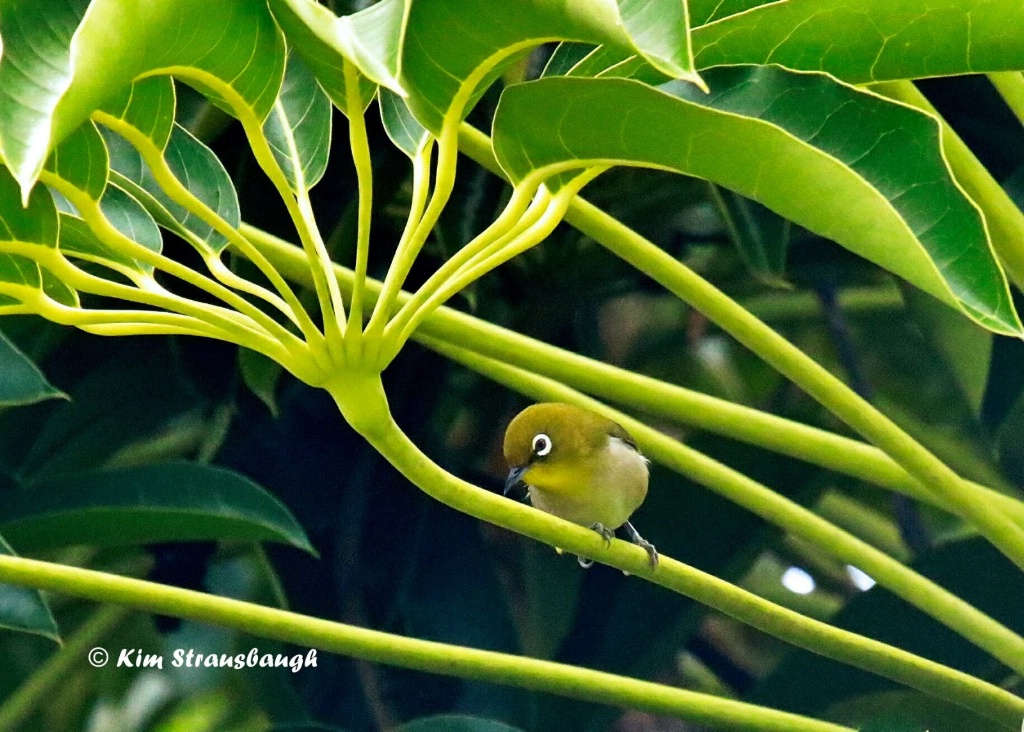 Japanese White-Eye