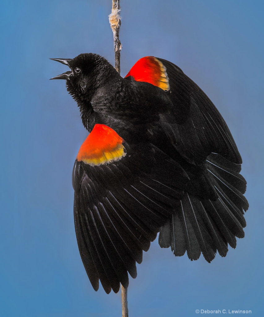 Red-winged blackbird