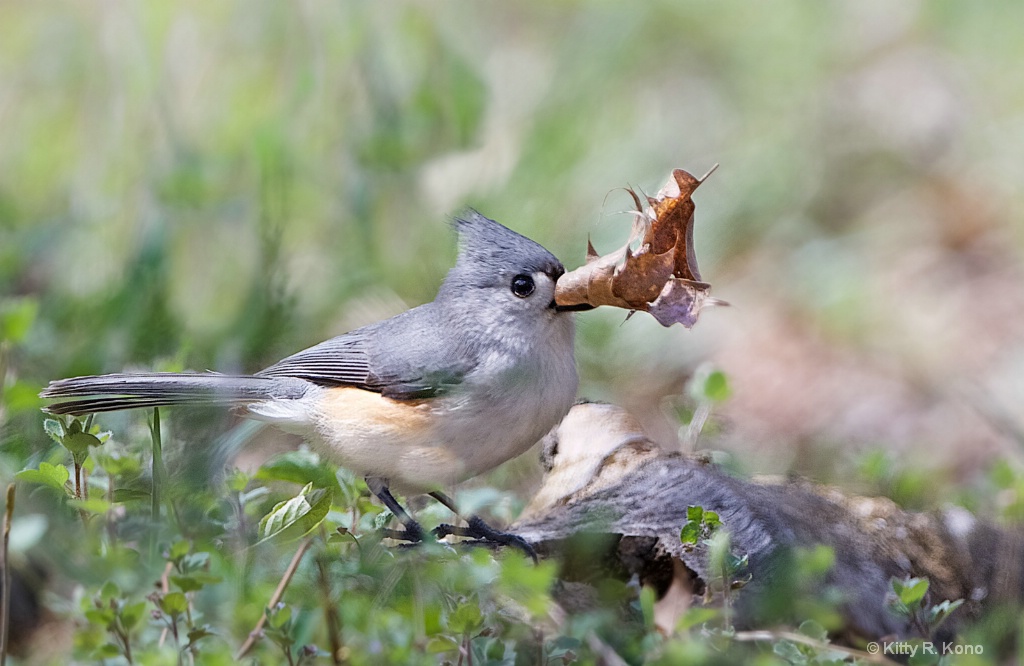Tufted Titmouse with Trumpet