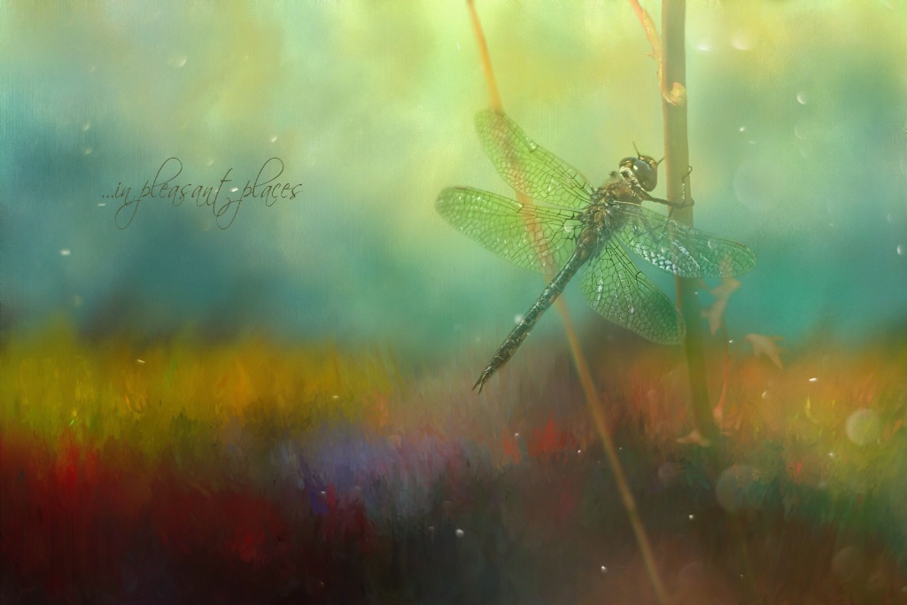 Dragonfly Garden