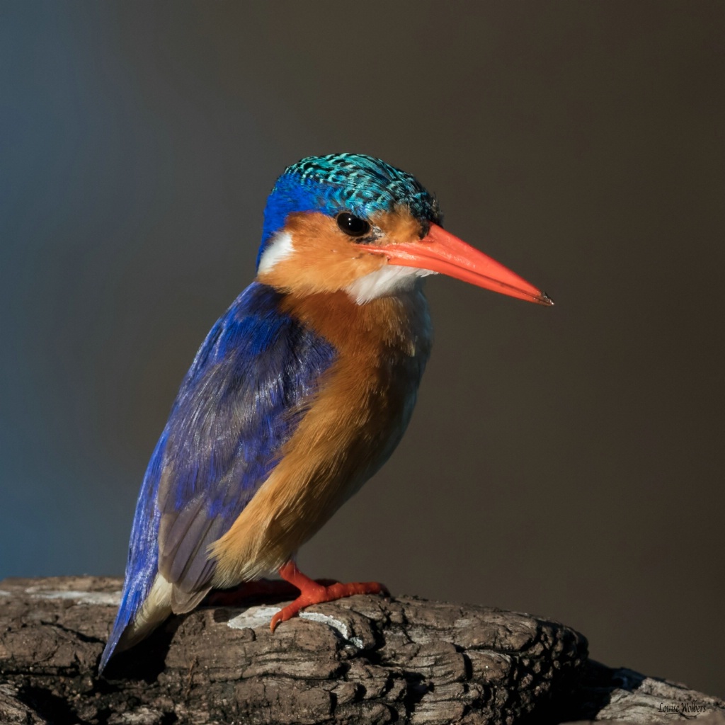 Malachite Kingfisher - ID: 15560431 © Louise Wolbers
