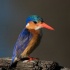 2Malachite Kingfisher - ID: 15560431 © Louise Wolbers