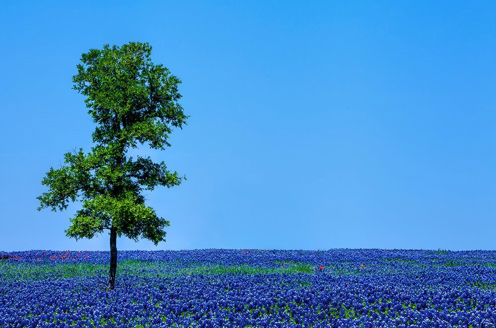 Texas Blues