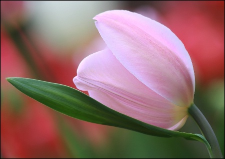 Resting Petals