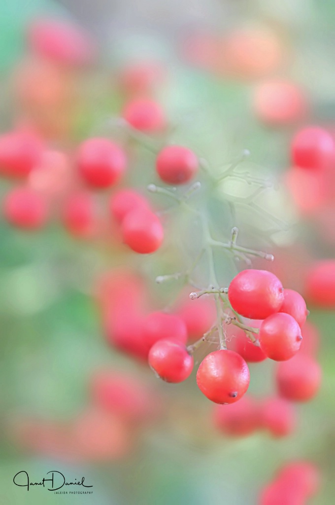 Winter Berries