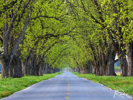 Pecan Tree Tunnel