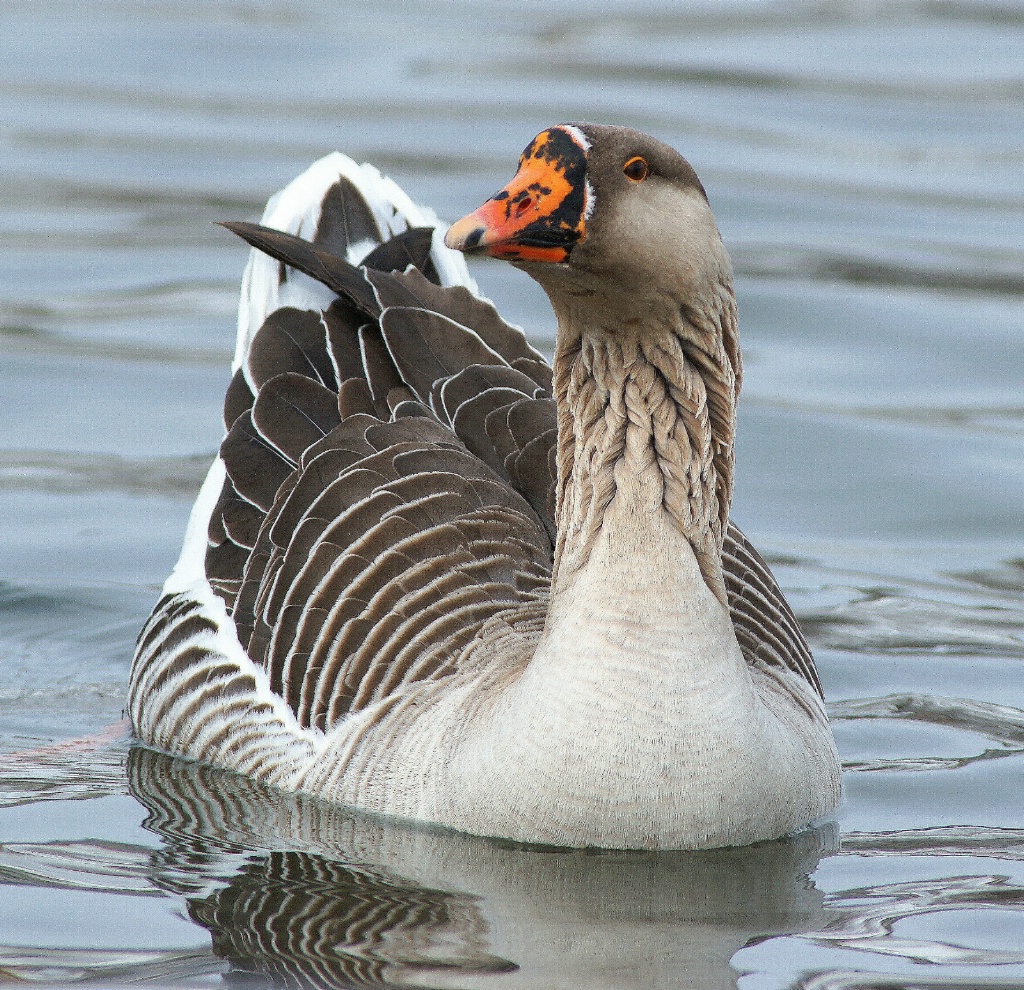 Goose a swimming
