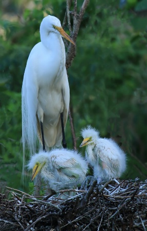 Egret and Babies