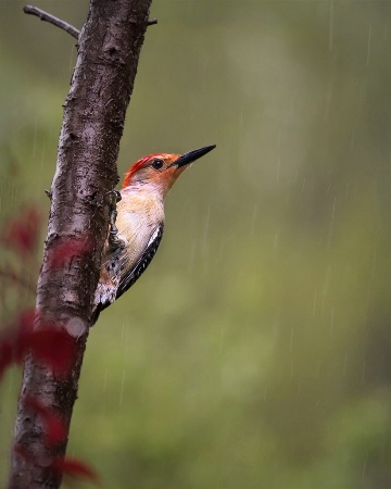 Wet Woodpecker