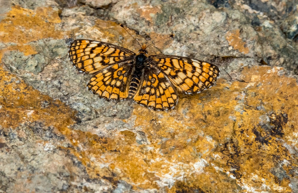 Camouflage Butterfly - ID: 15560940 © Patricia A. Casey