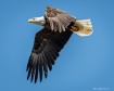 Bald Eagle In Fli...