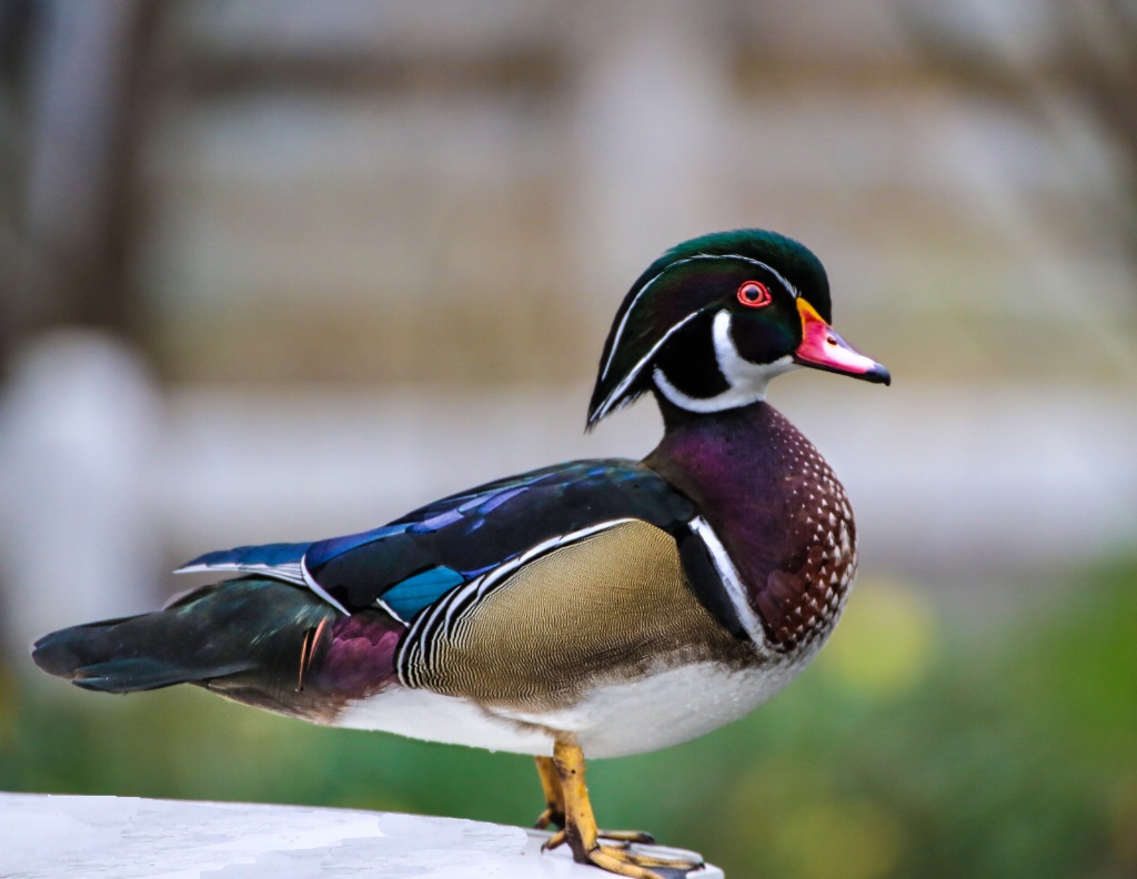 Wood Duck