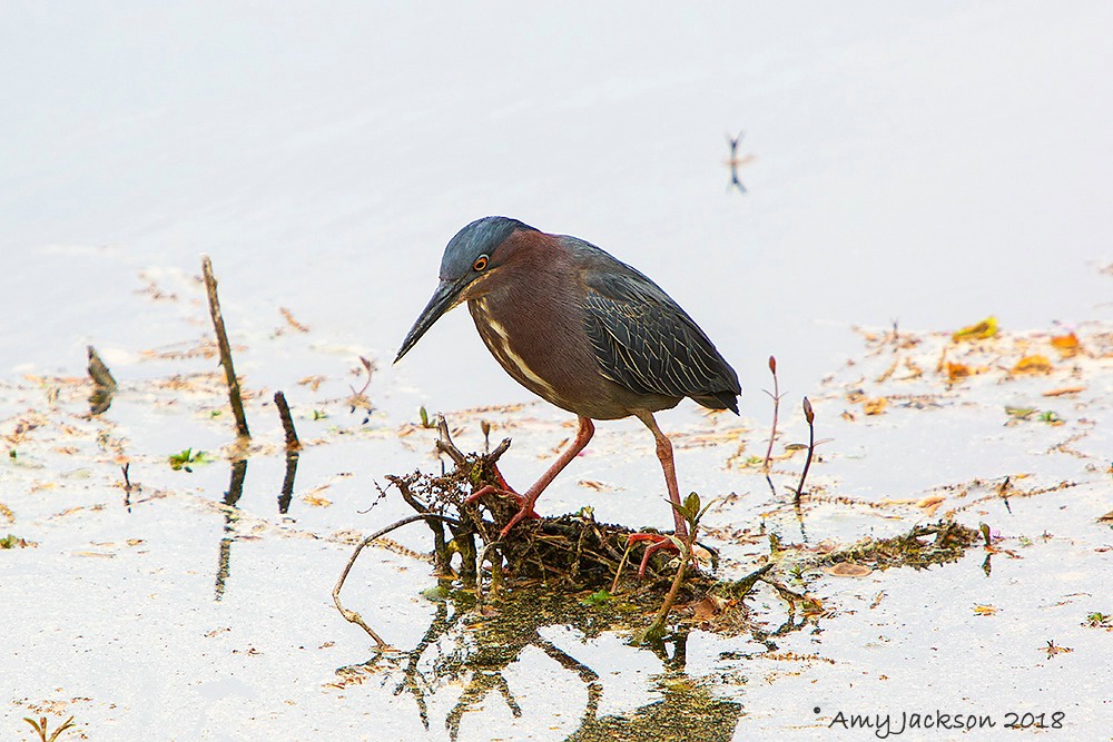 Green Heron 