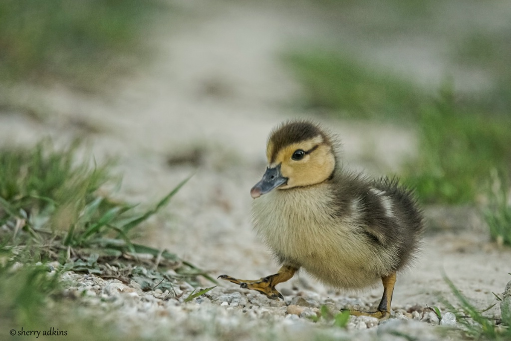 Muscovy duckling - ID: 15561086 © Sherry Karr Adkins