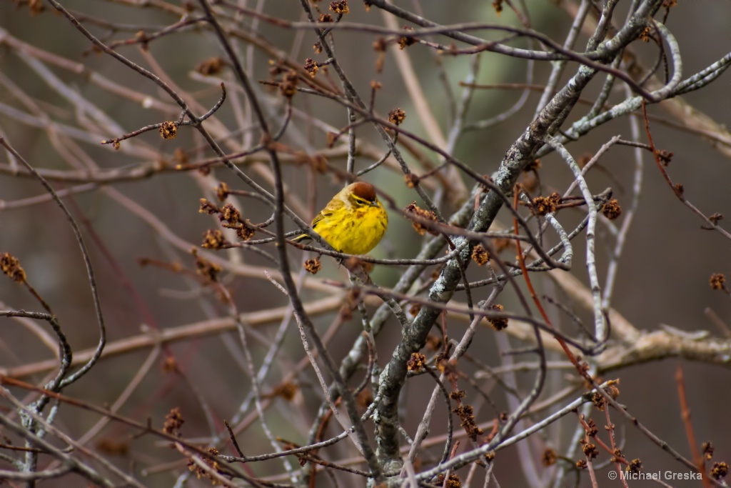 Yellow warbler 4-20-18 1 of 1