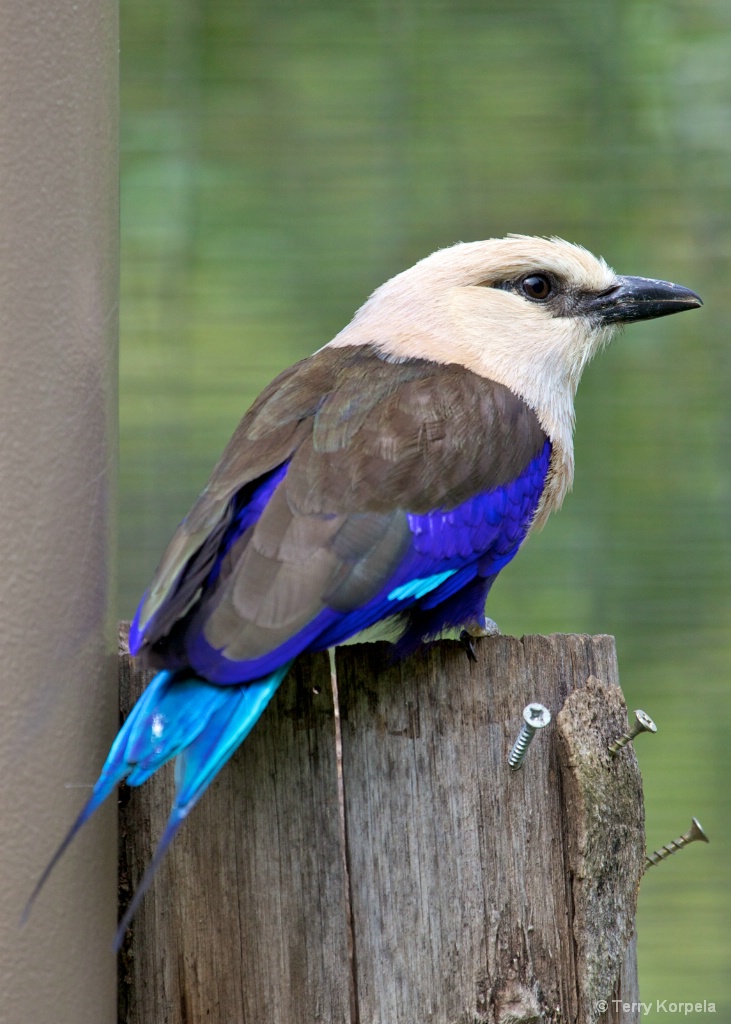 Blue-bellied Roller  - ID: 15561111 © Terry Korpela