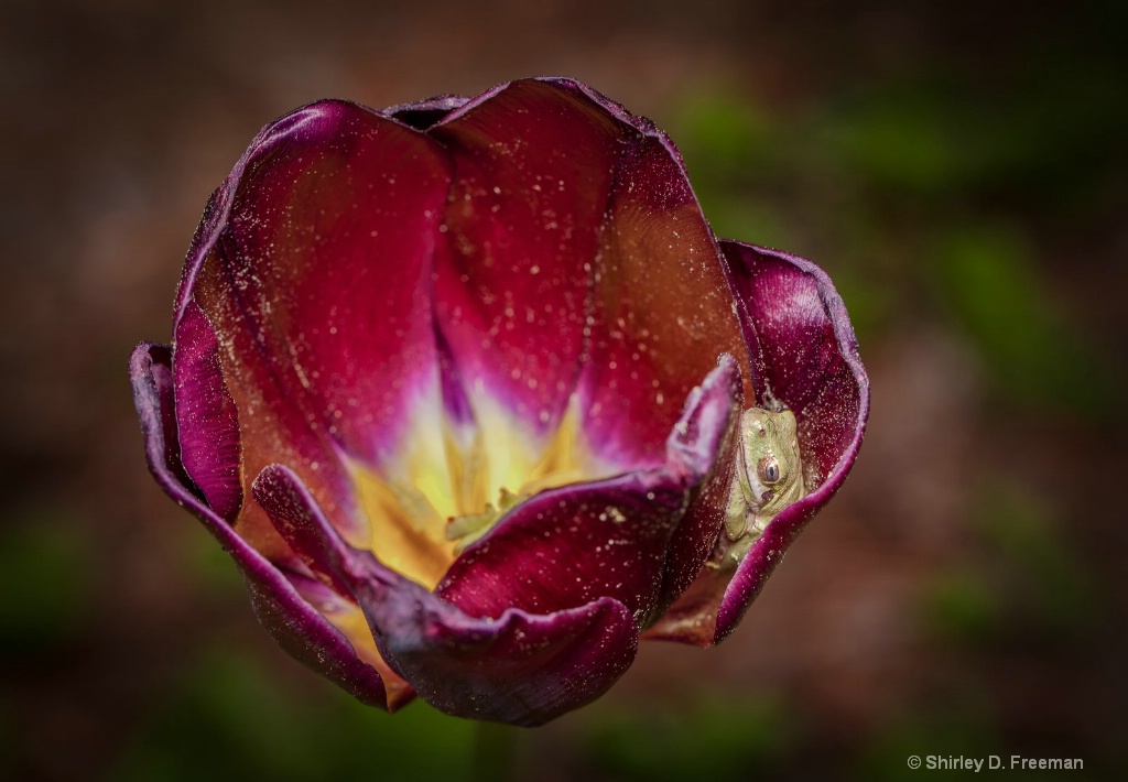 Hidden in a Tulip