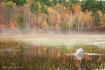 Adirondack Swan