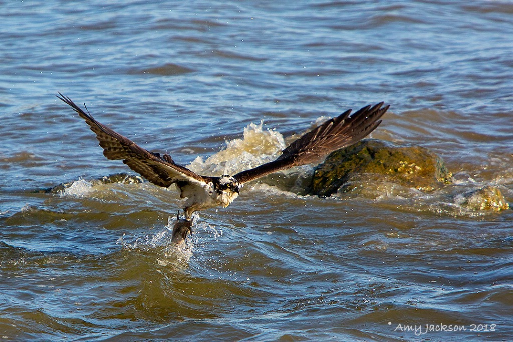 Osprey with Fish