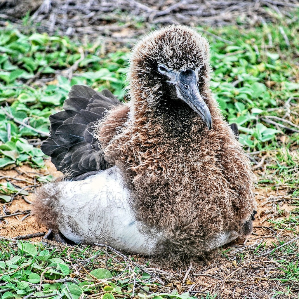 Young Albatross 
