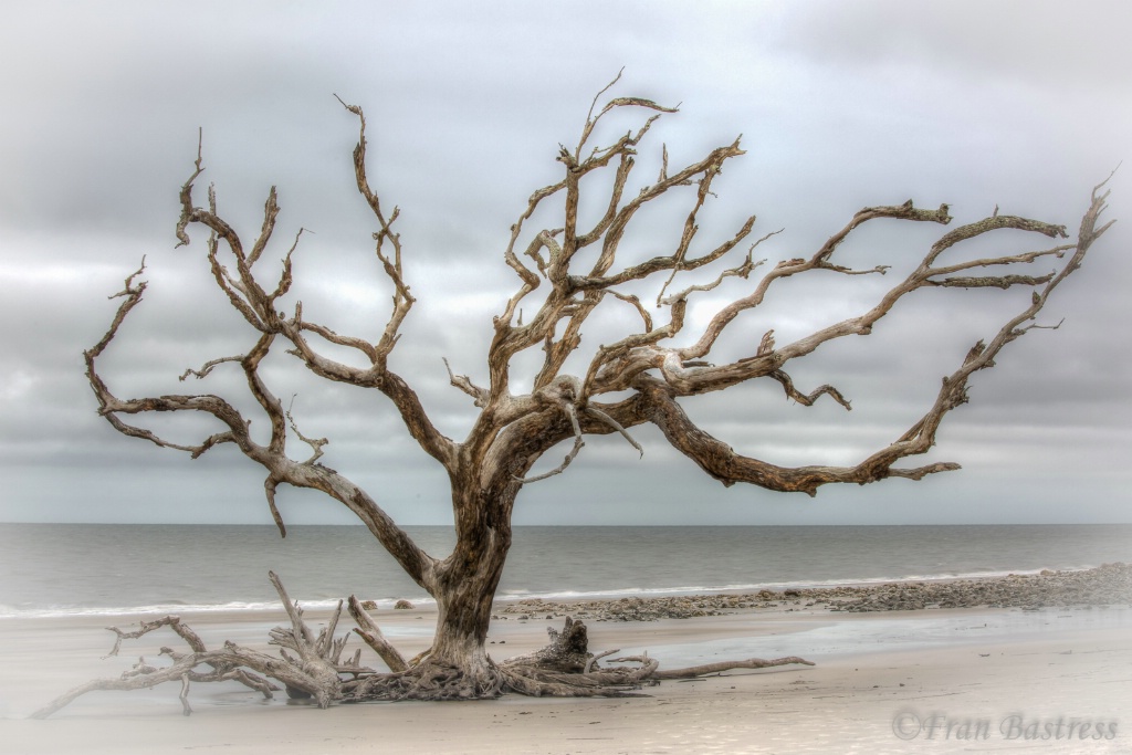 Driftwood Beach, Jekyll Island, Georgia - ID: 15561901 © Fran  Bastress