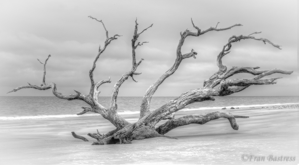 Driftwood Beach, Jekyll Island, Georgia - ID: 15561902 © Fran  Bastress