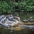 2St. Augustine Alligator Farm - ID: 15561904 © Fran  Bastress