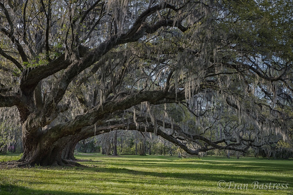 Magnolia Gardens, Charleston - ID: 15561915 © Fran  Bastress