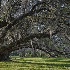 2Magnolia Gardens, Charleston - ID: 15561915 © Fran  Bastress