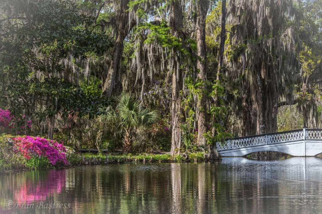 Magnolia Gardens, Charleston - ID: 15561917 © Fran  Bastress