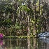 2Magnolia Gardens, Charleston - ID: 15561917 © Fran  Bastress