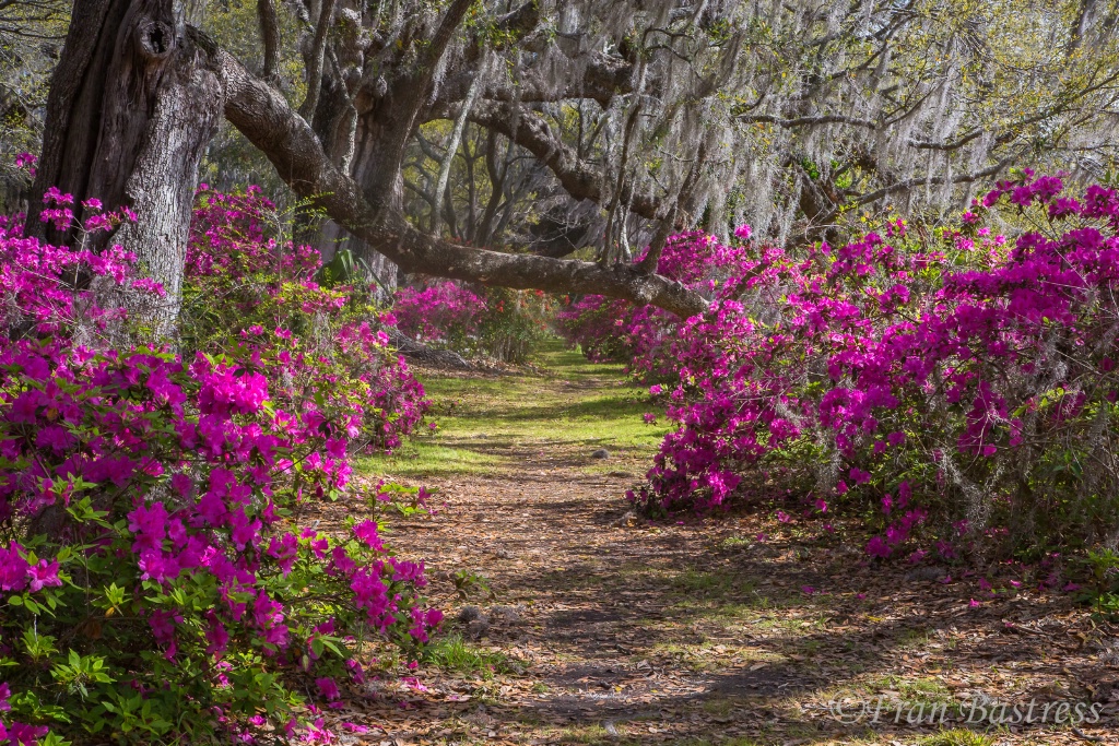 Magnolia Gardens, Charleston - ID: 15561920 © Fran  Bastress