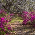 2Magnolia Gardens, Charleston - ID: 15561920 © Fran  Bastress