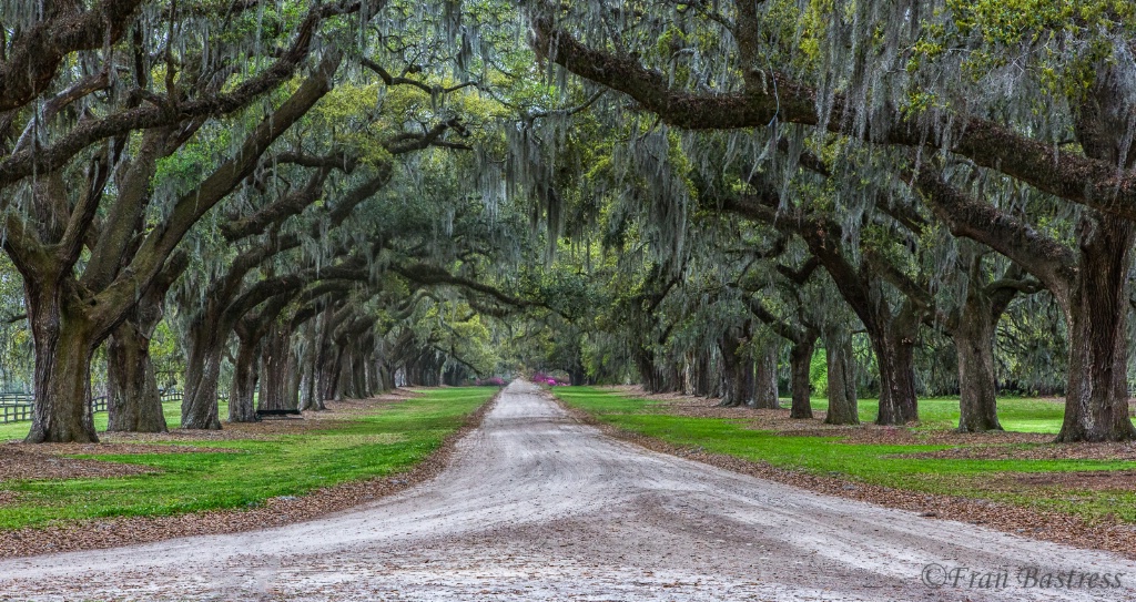 Boone Plantation, Charleston - ID: 15561922 © Fran  Bastress