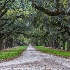 2Boone Plantation, Charleston - ID: 15561922 © Fran  Bastress