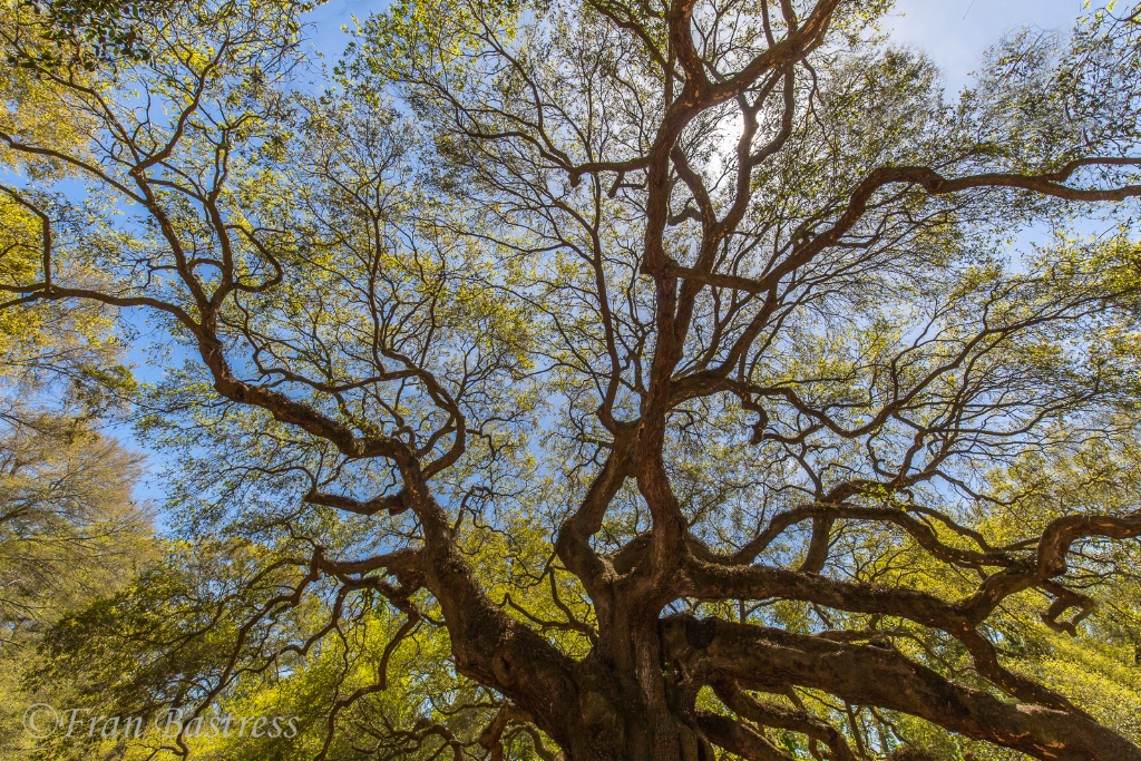 Angel Oak, Charleston - ID: 15561923 © Fran  Bastress