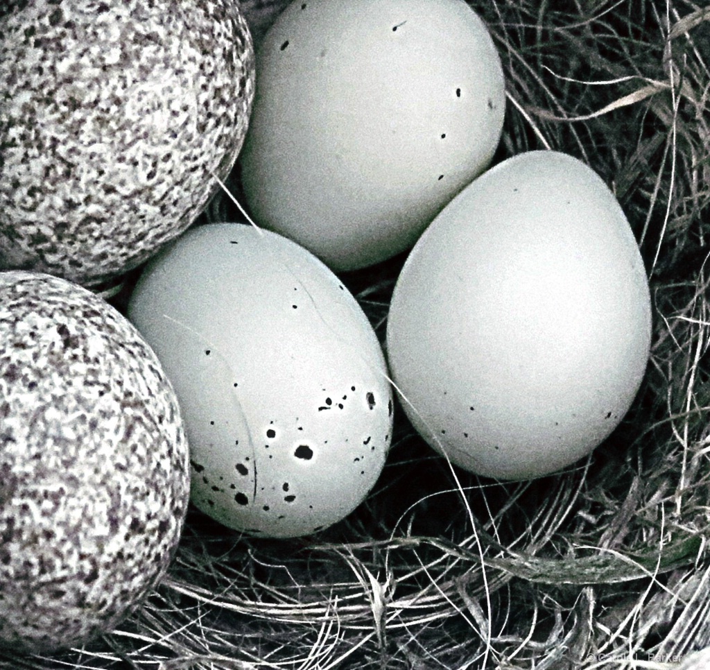 Finch Eggs