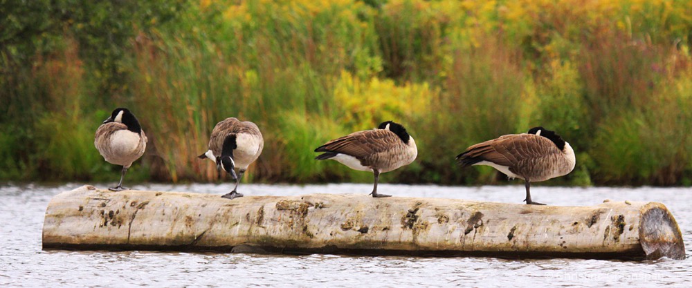 Canada Geese