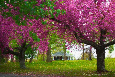 Cherry Blossom Trees in Richmond