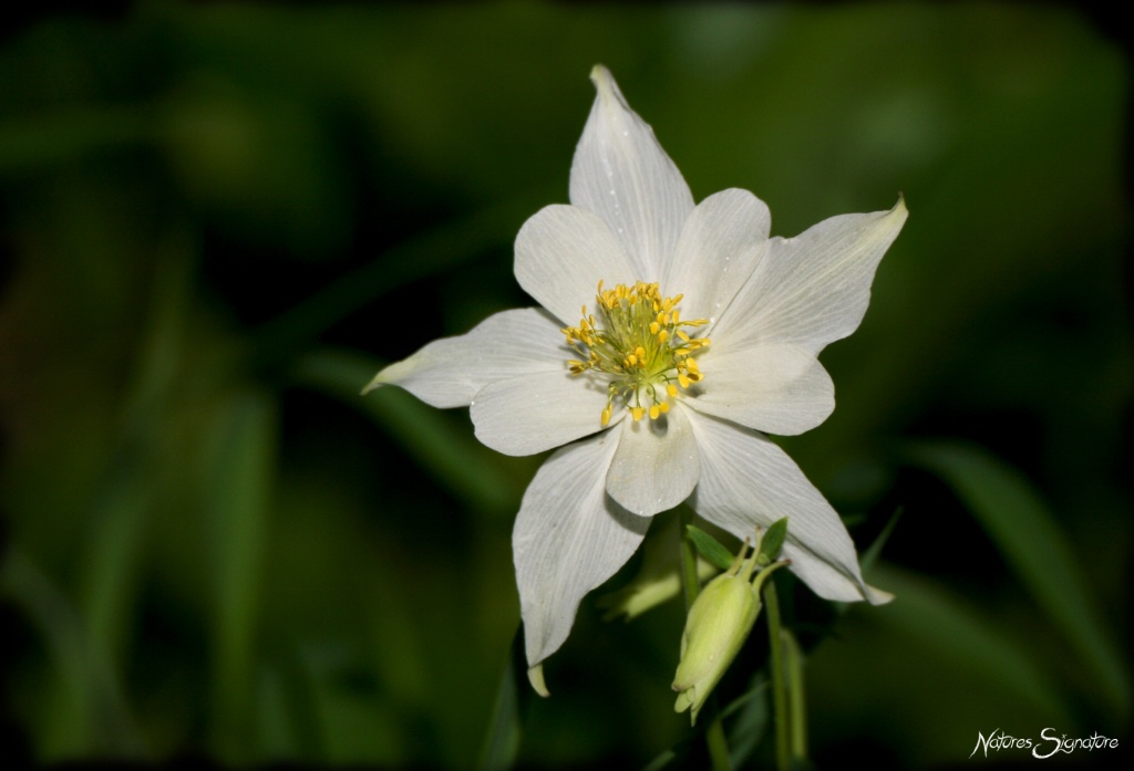 ~ Mountain Columbine ~ - ID: 15562121 © Trudy L. Smuin