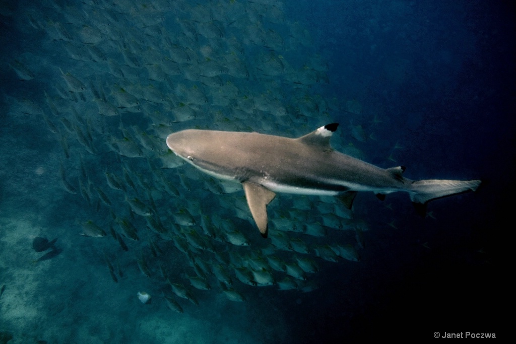 Black Tip Reef Shark With Bait