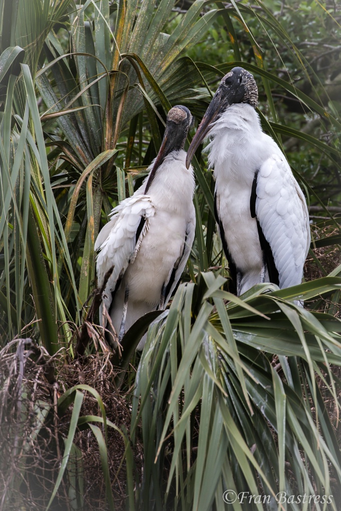 Wood Storks, St. Augustine Alligator Farm - ID: 15562131 © Fran  Bastress