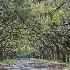 2Wormsloe Plantation, Savannah - ID: 15562136 © Fran  Bastress