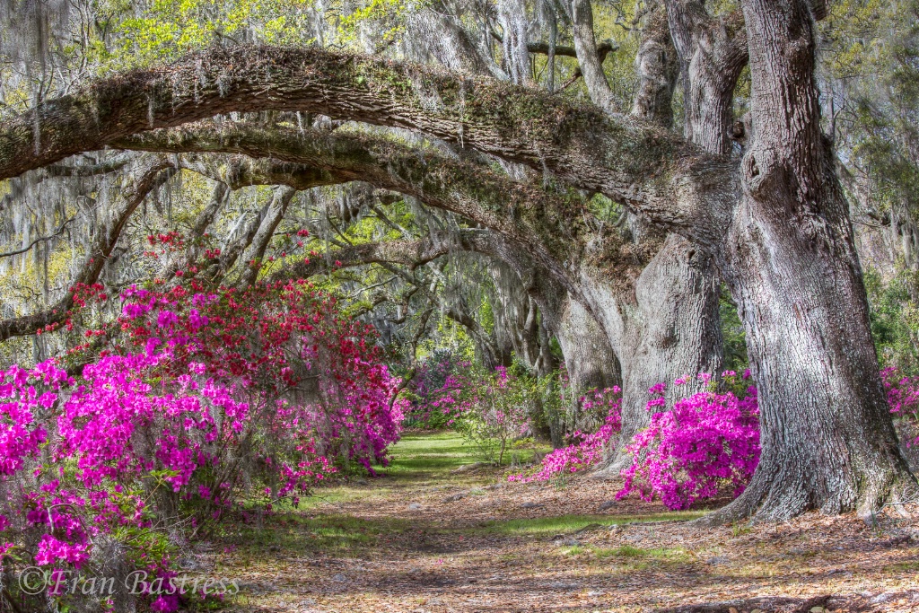 Magnolia Gardens, Charleston - ID: 15562139 © Fran  Bastress