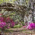 2Magnolia Gardens, Charleston - ID: 15562139 © Fran  Bastress