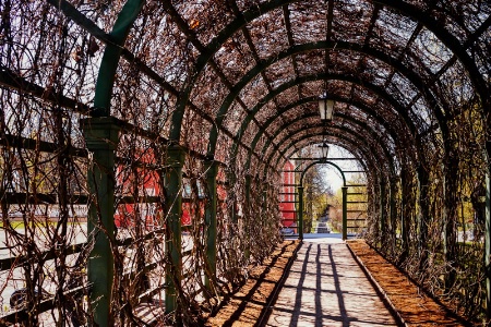 Tunnel Of Roses